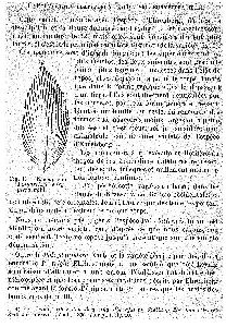 Wierzejski, A (1891): Bulletin de la Société zoologique de France 16 p.50, fig.1